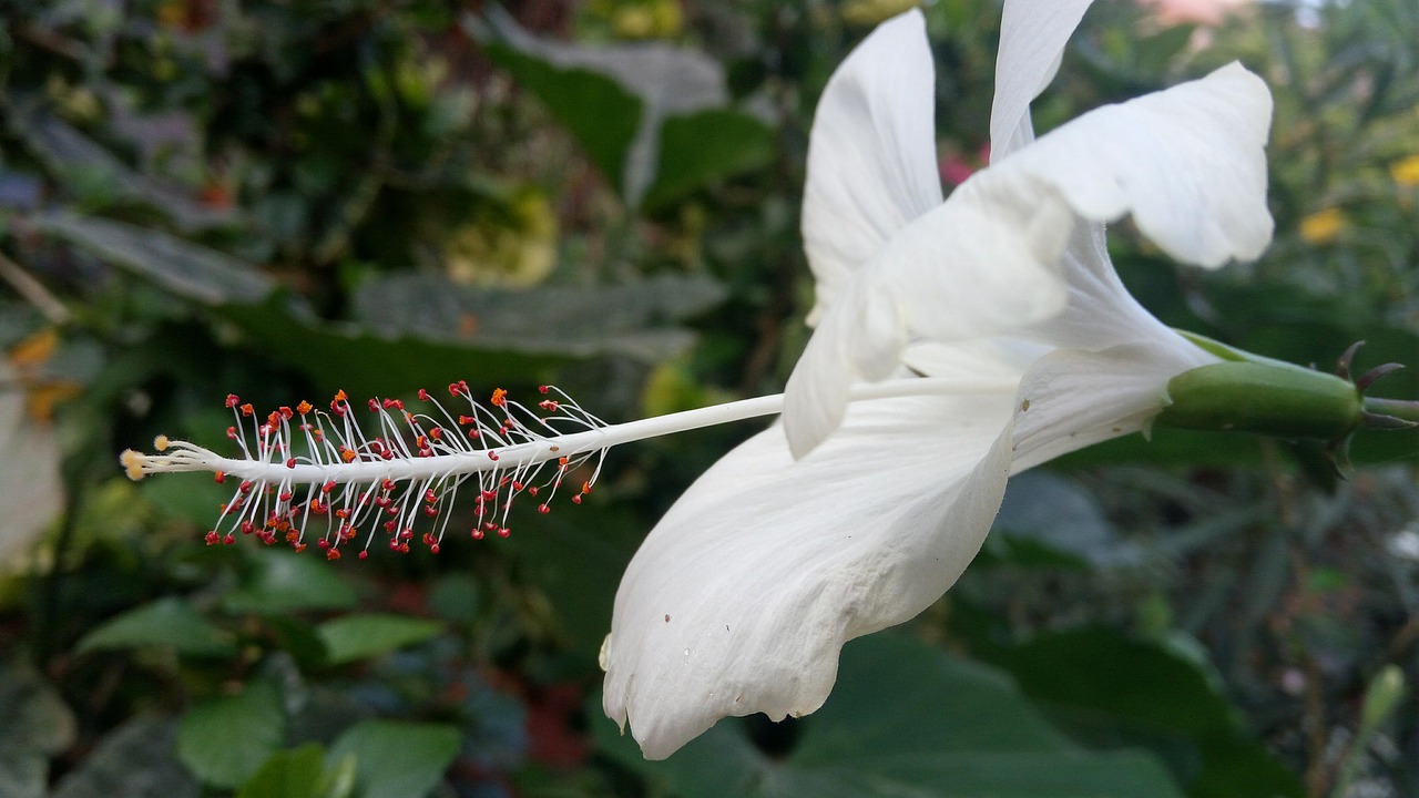 nature flora flower free photo