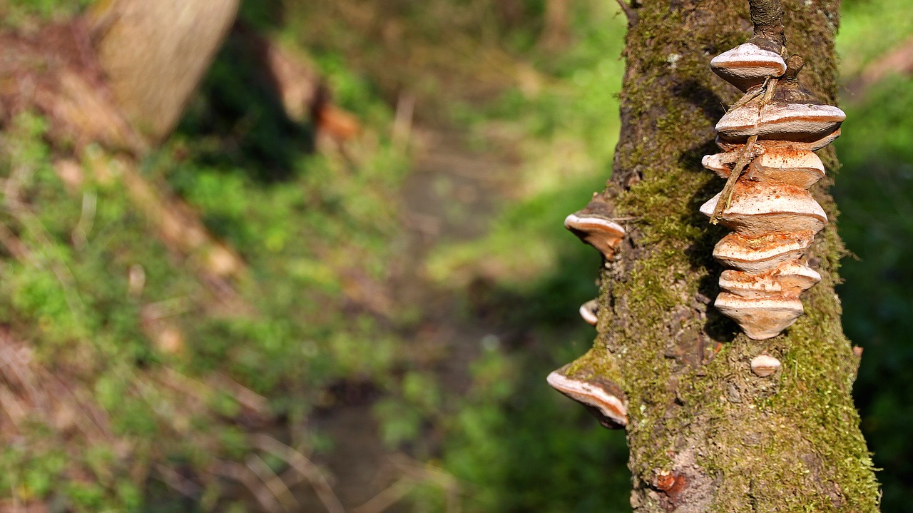 nature wood tree free photo