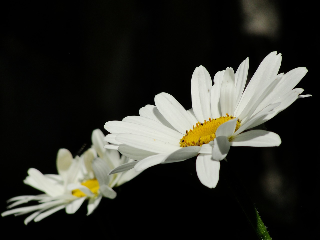 nature flower plant free photo