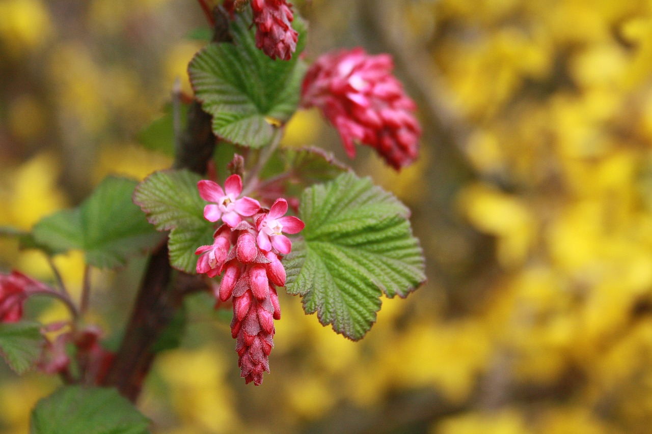 nature leaf plant free photo