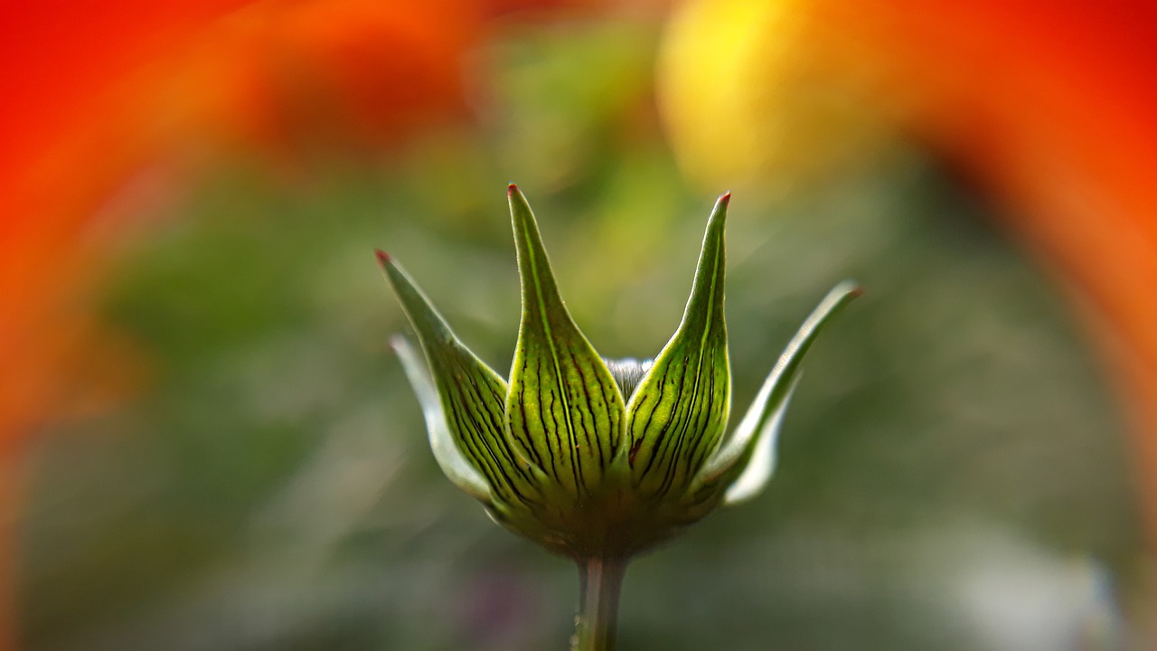 nature flower flora free photo