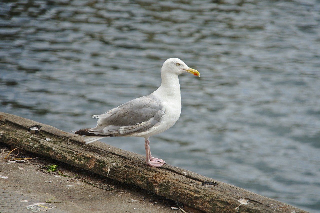 nature bird body of water free photo