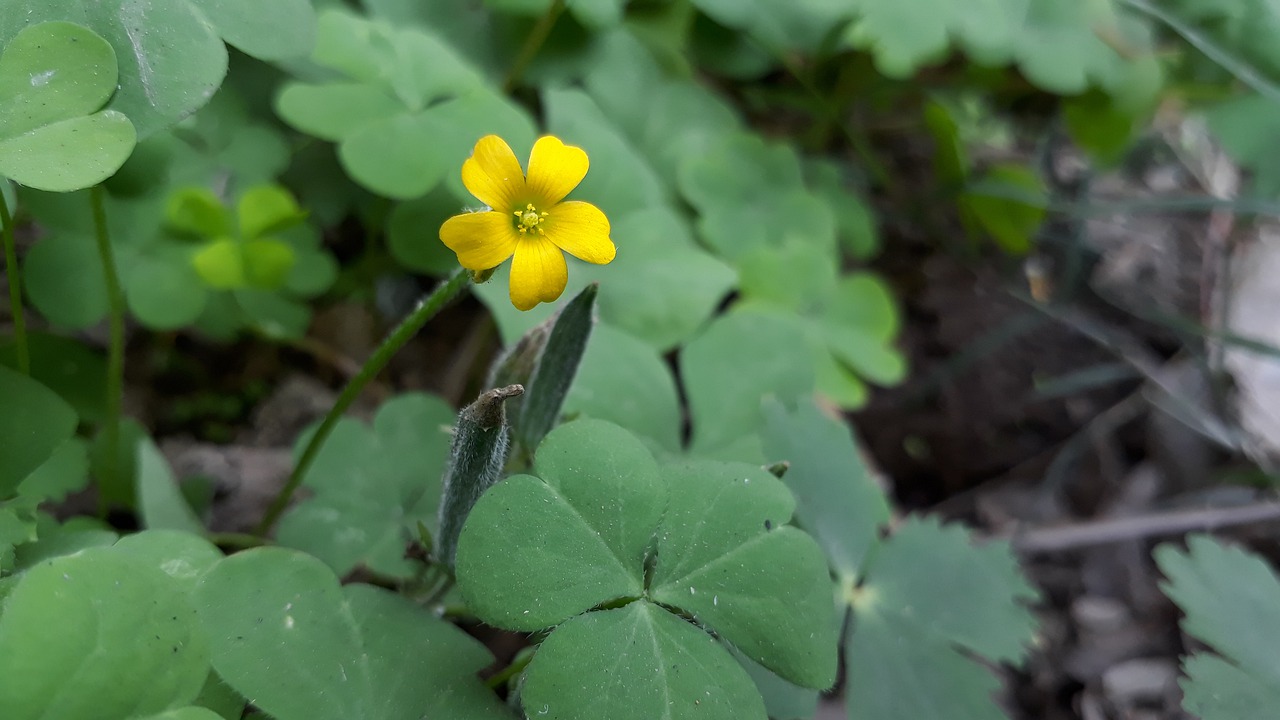 nature flora leaf free photo