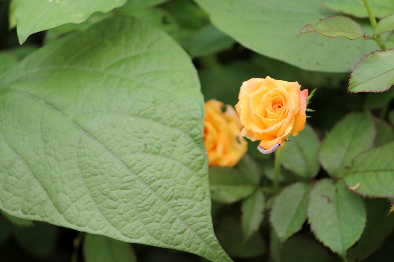 nature leaf flower free photo