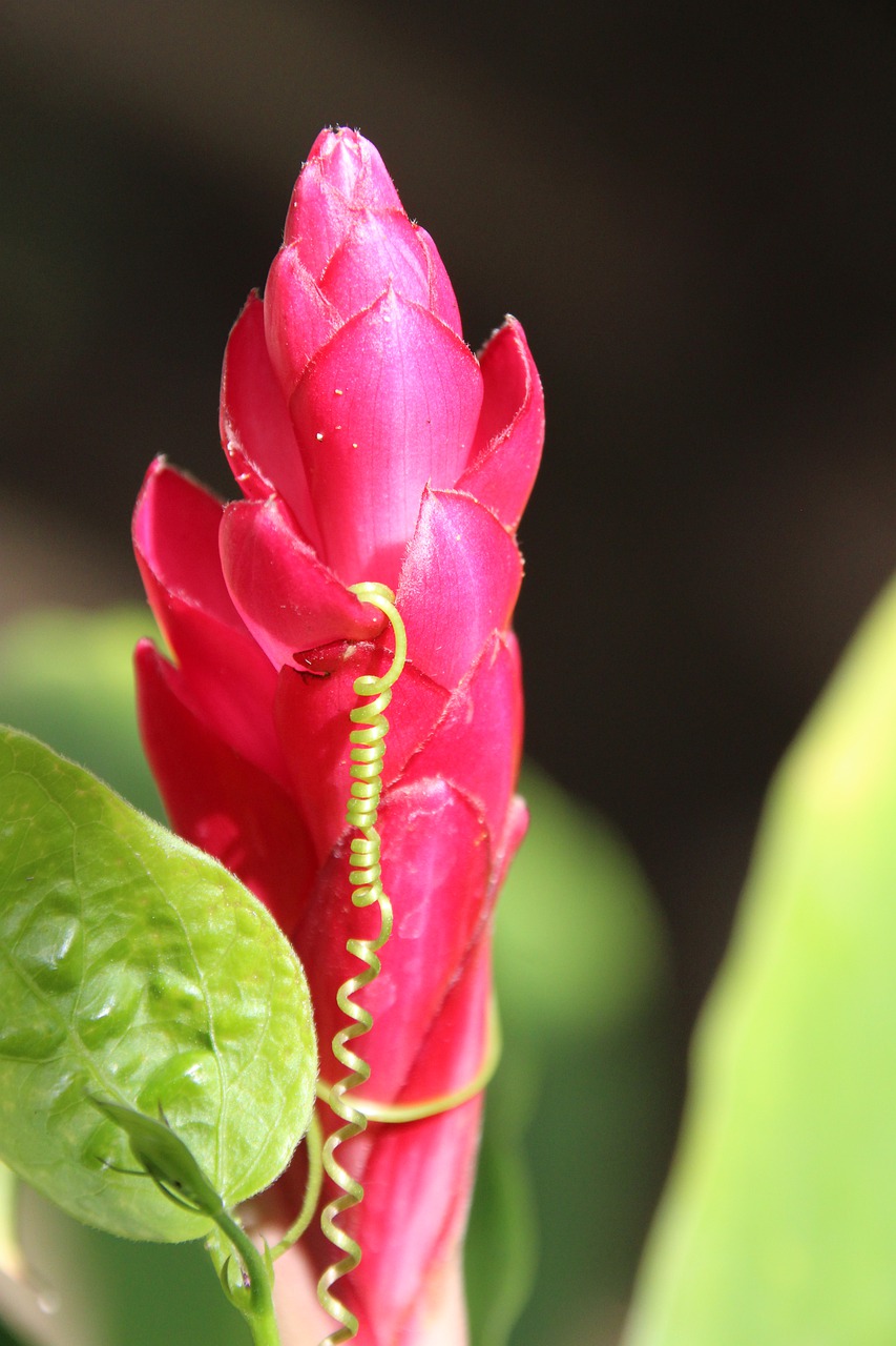 nature flower red free photo