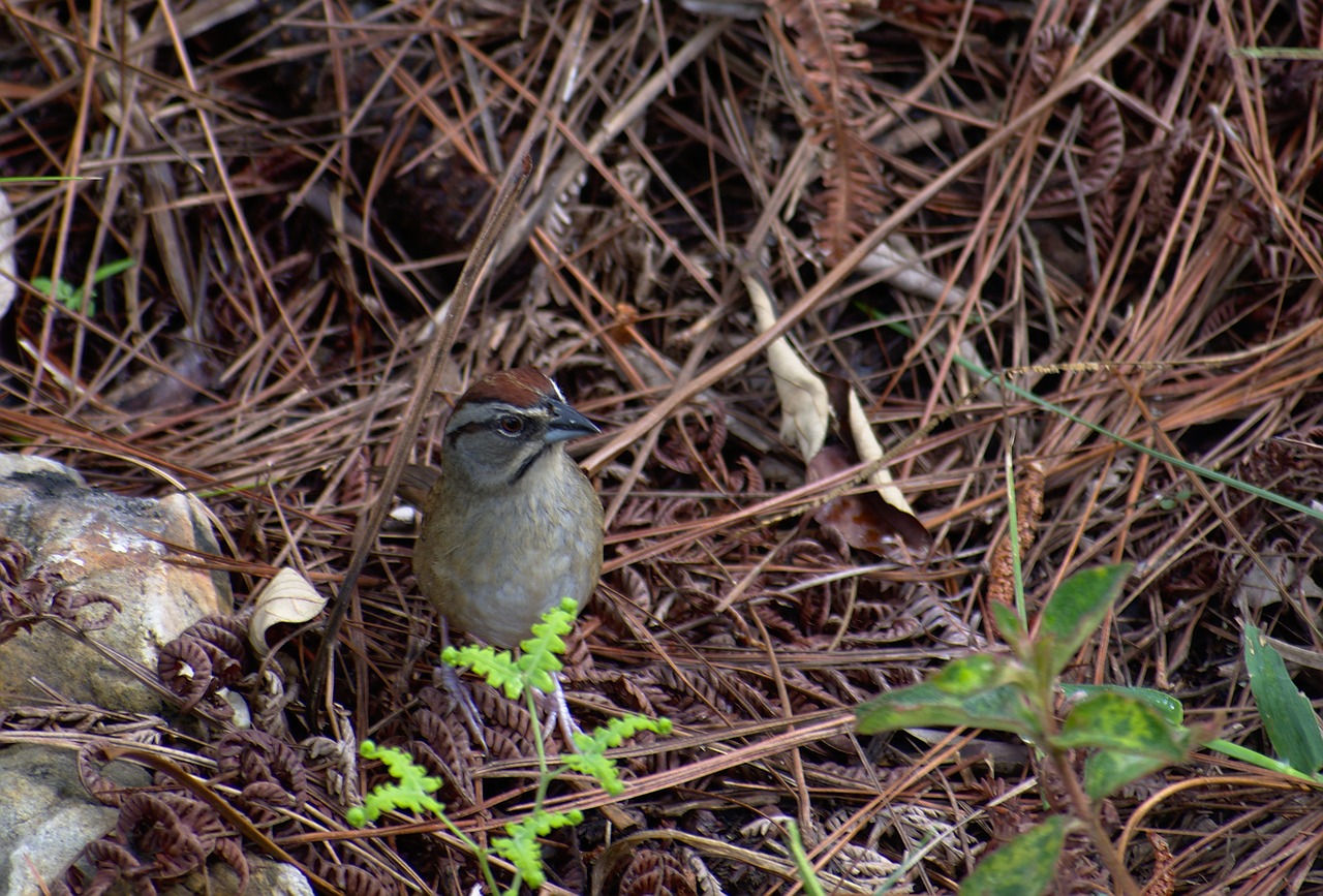 nature wildlife camouflage free photo