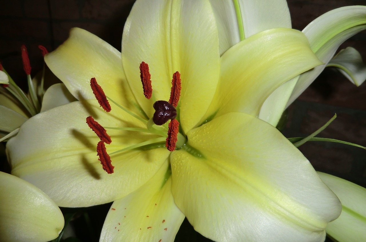 nature plant lily free photo