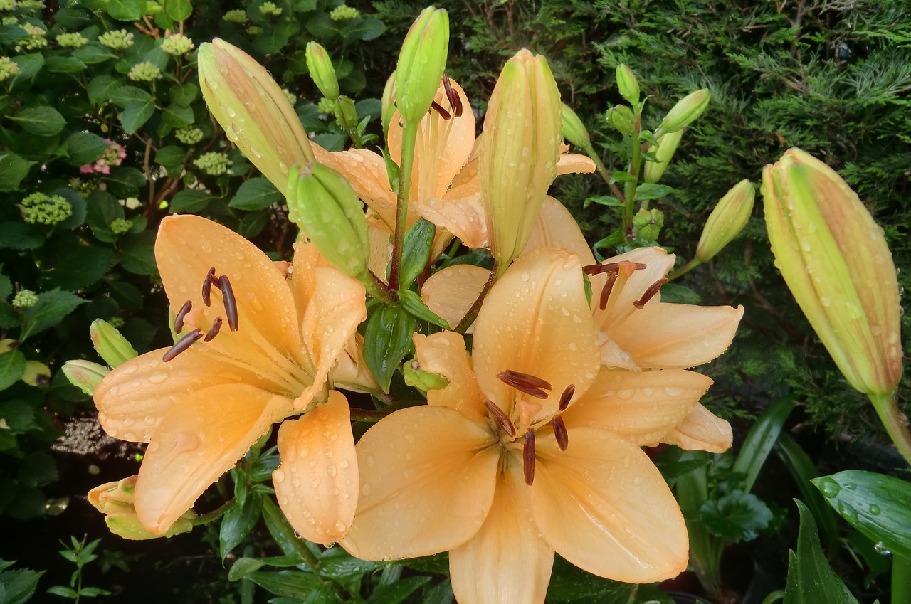 nature plant lily free photo