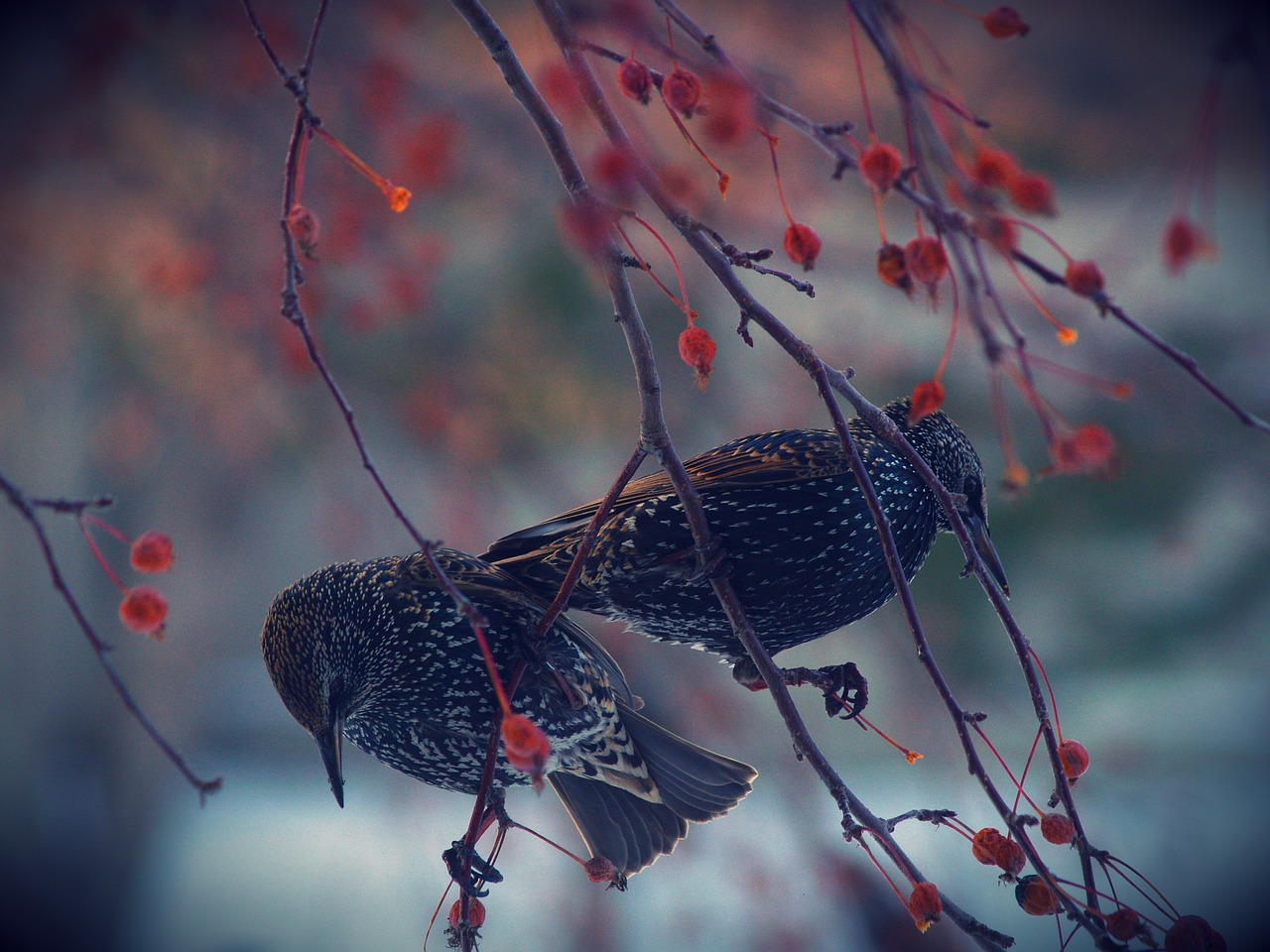 nature bird wildlife free photo