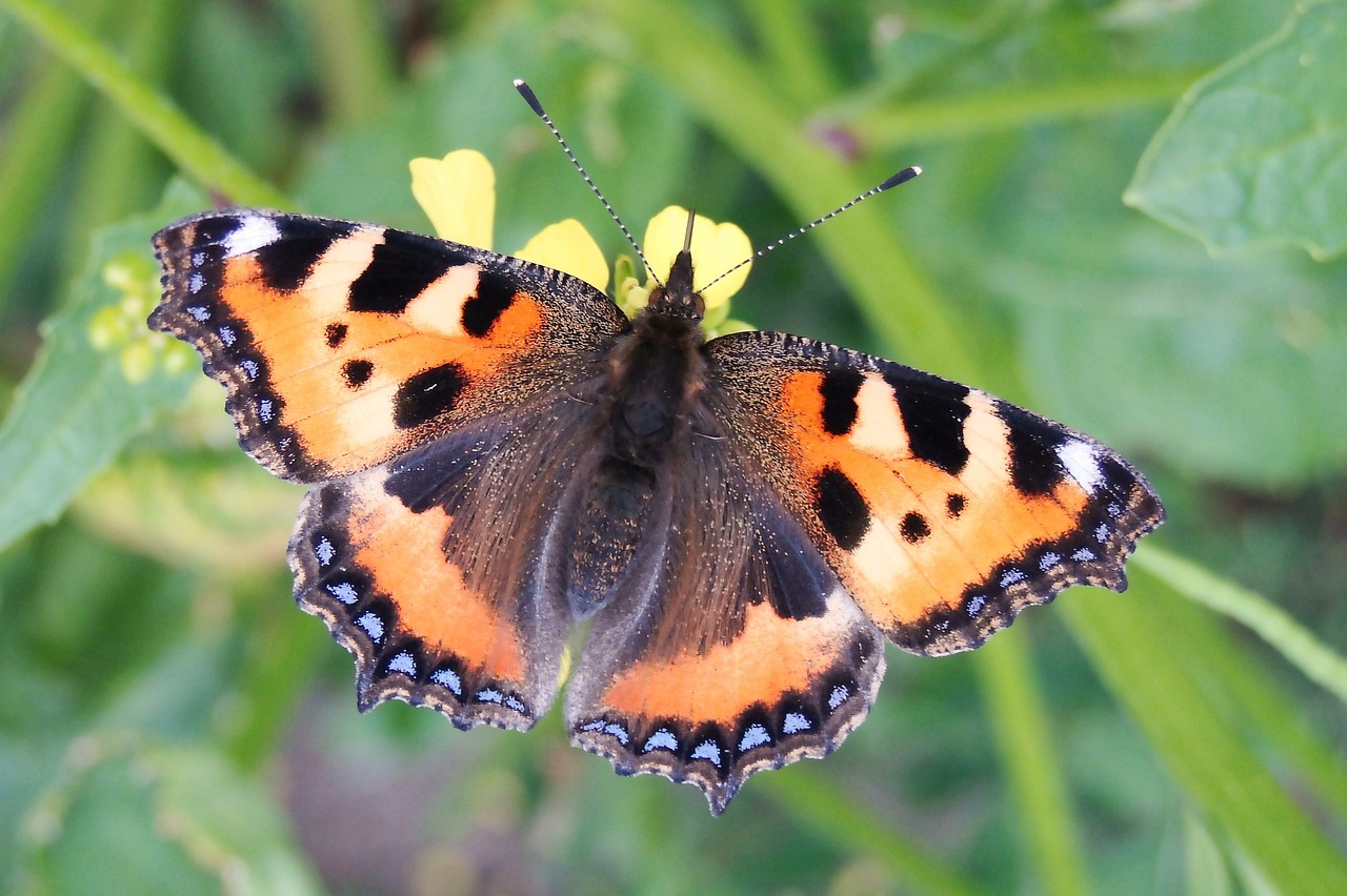 nature insect butterfly day free photo