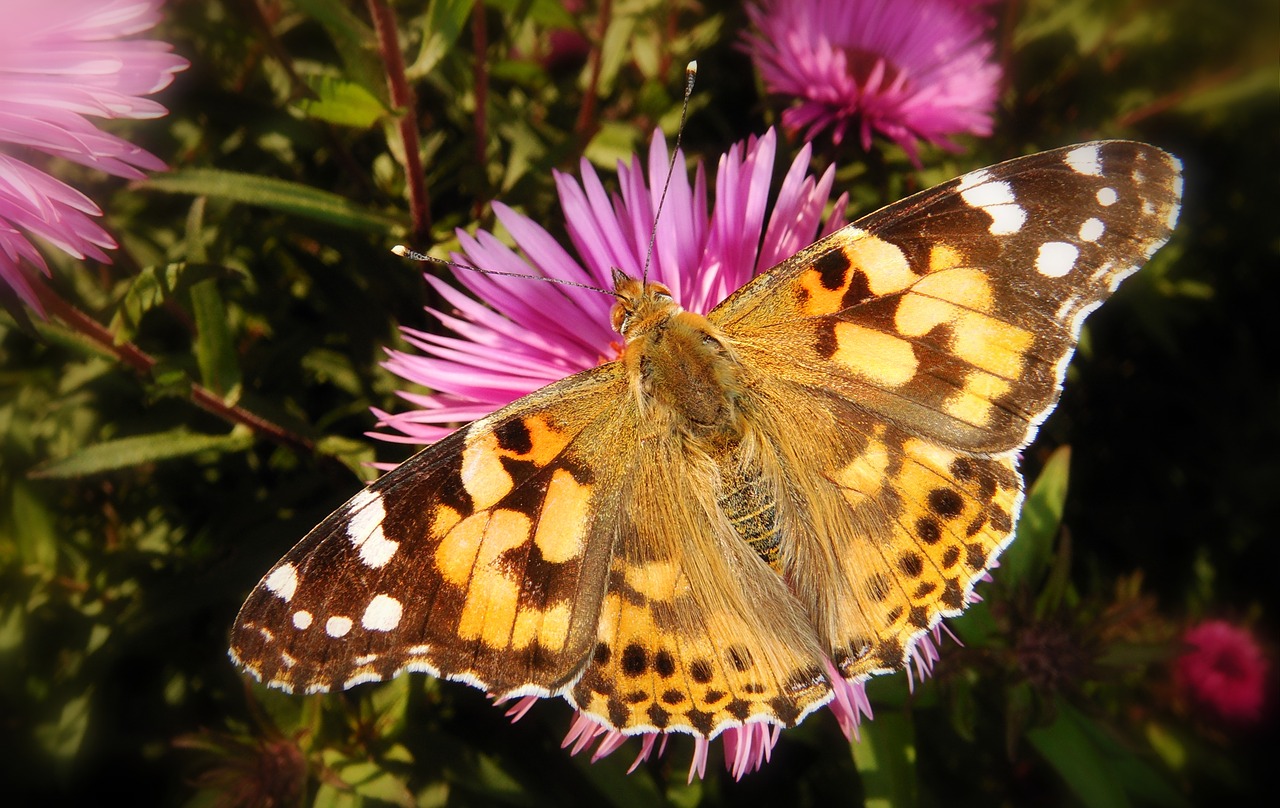 nature butterfly day flower free photo