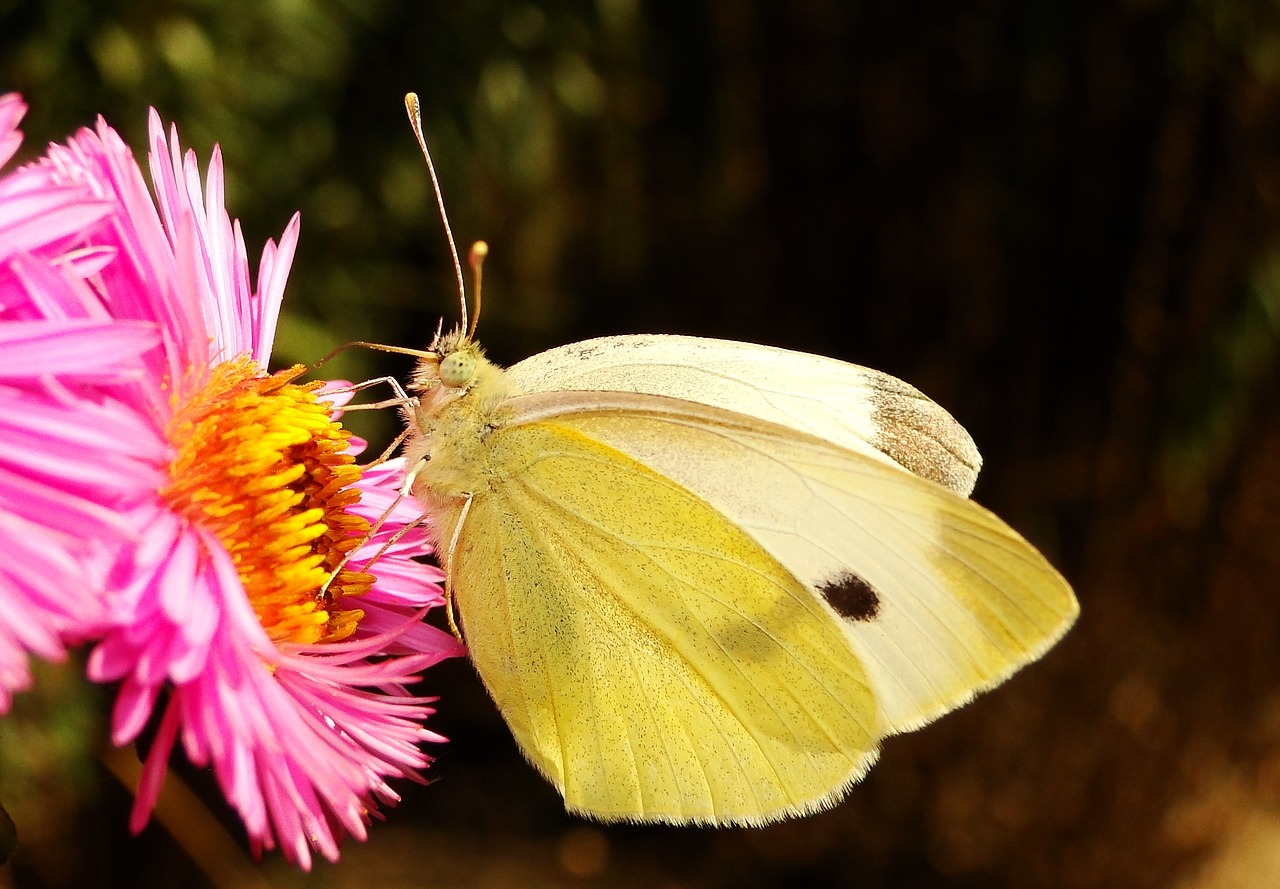 nature insect flower free photo