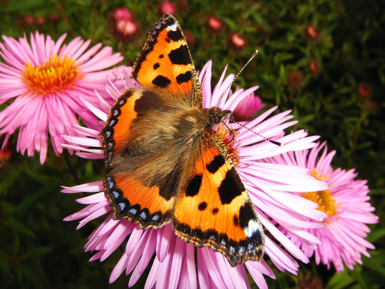 nature flower summer free photo