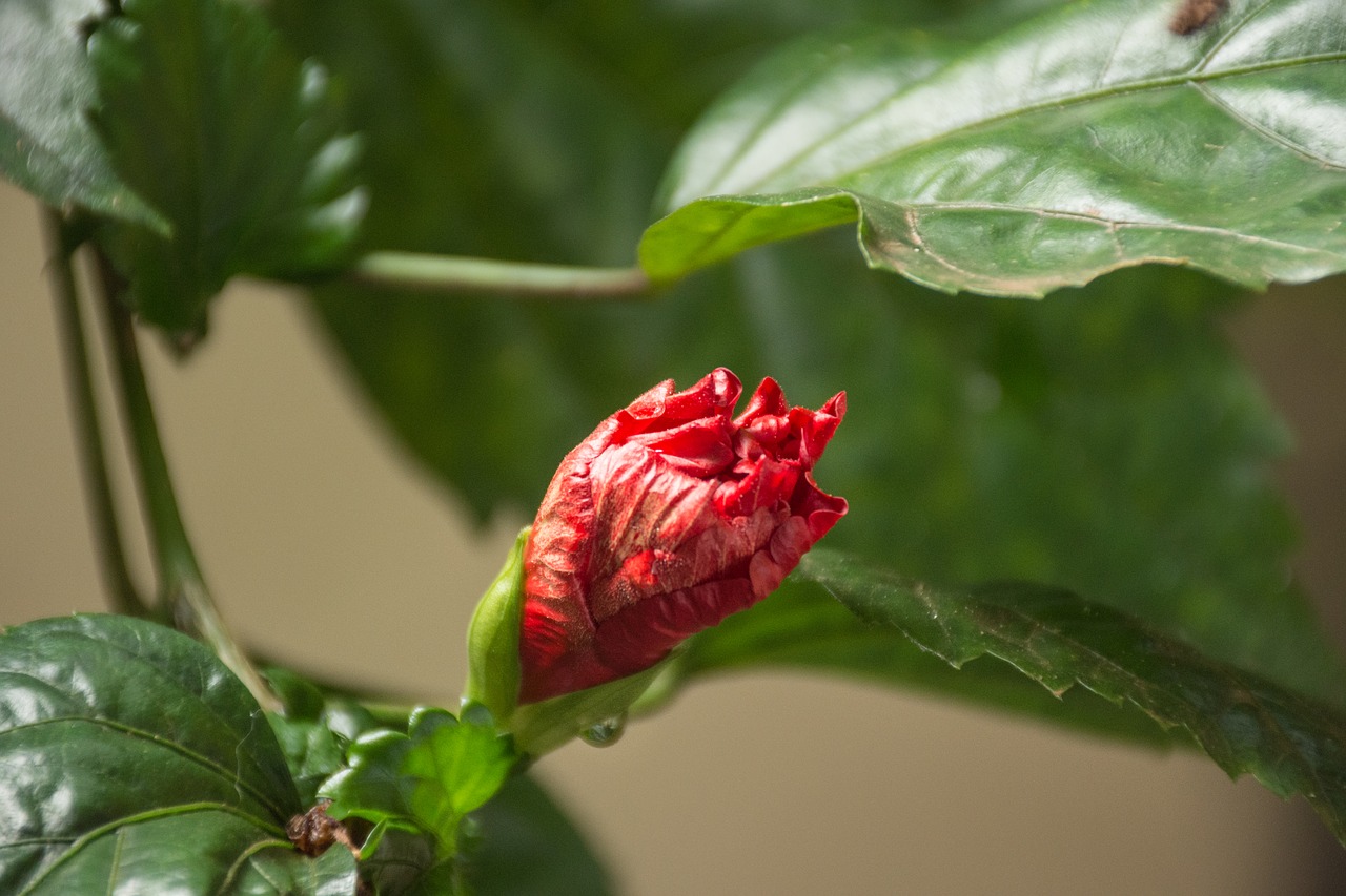 nature leaf plant free photo