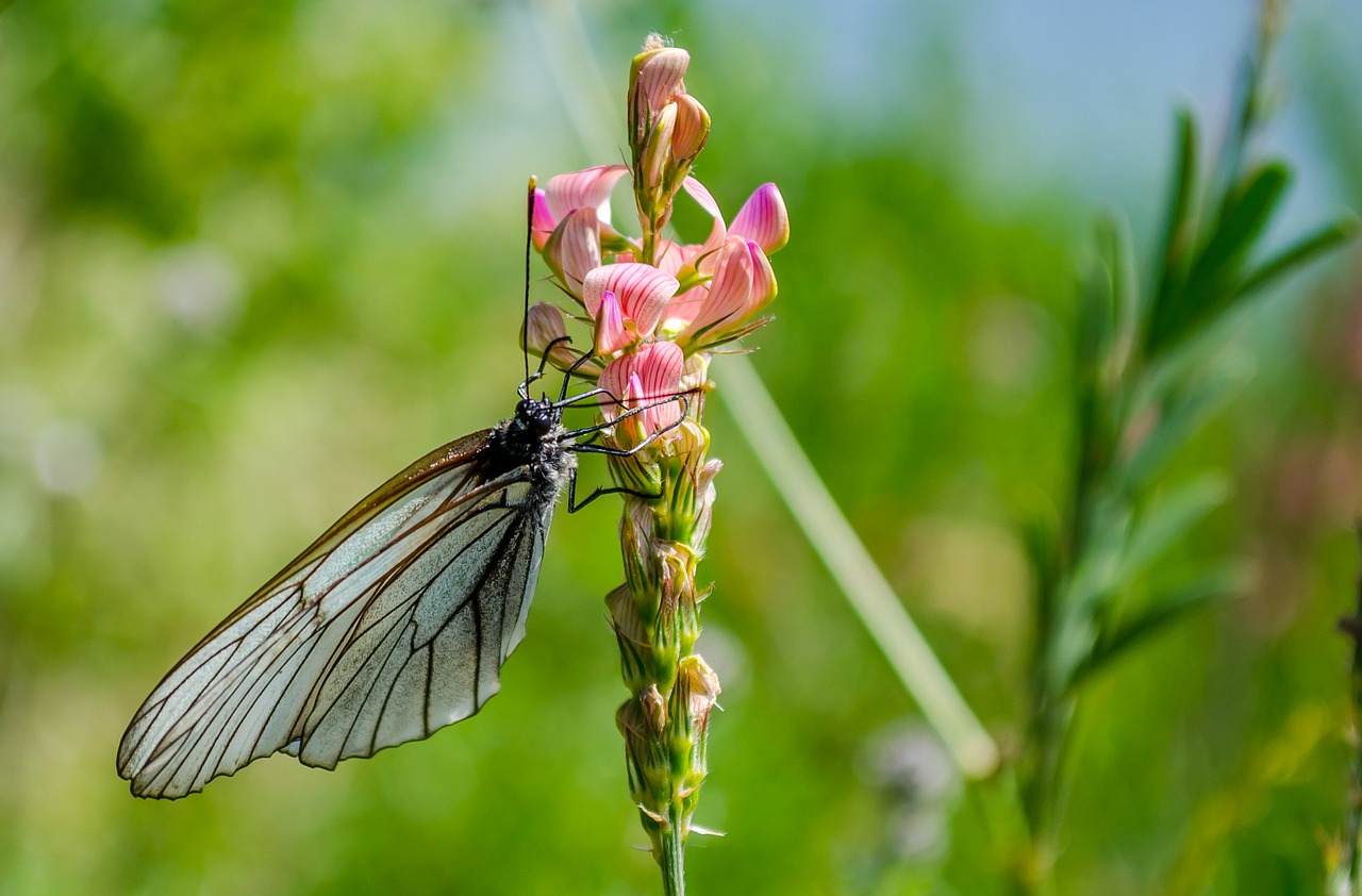 nature insect butterfly free photo