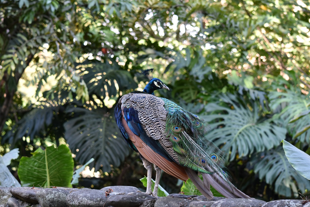 nature birds tropical free photo