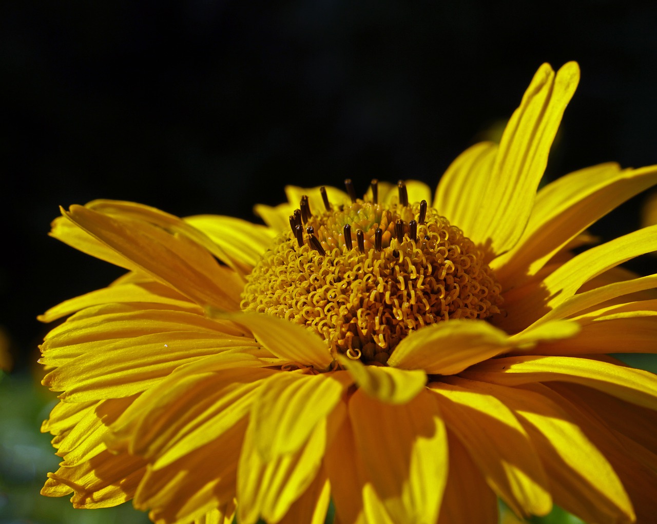 nature plant flower free photo