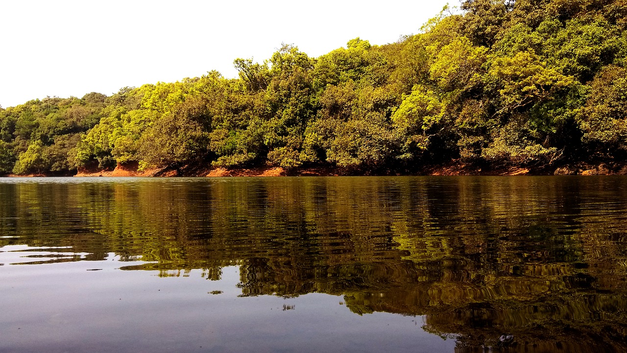 nature water tree free photo