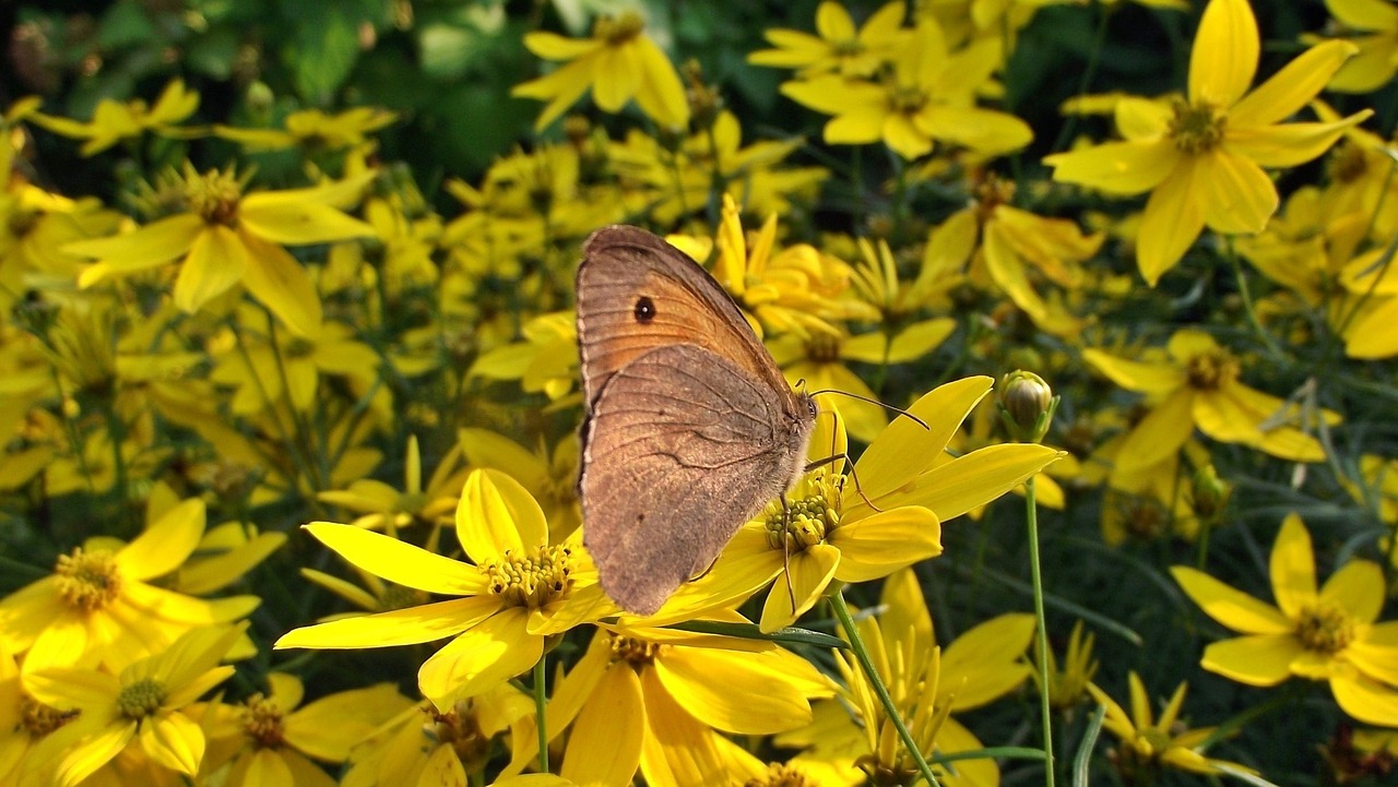 nature flower butterfly free photo