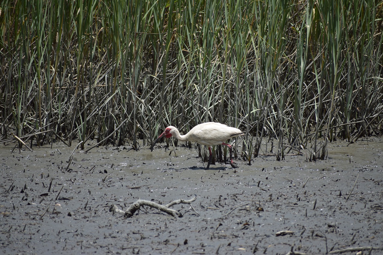 nature wildlife bird free photo