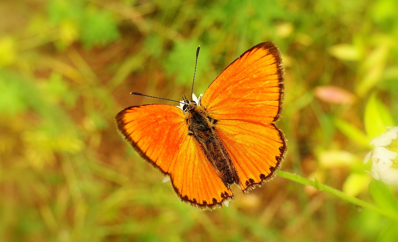 nature butterfly day insect free photo