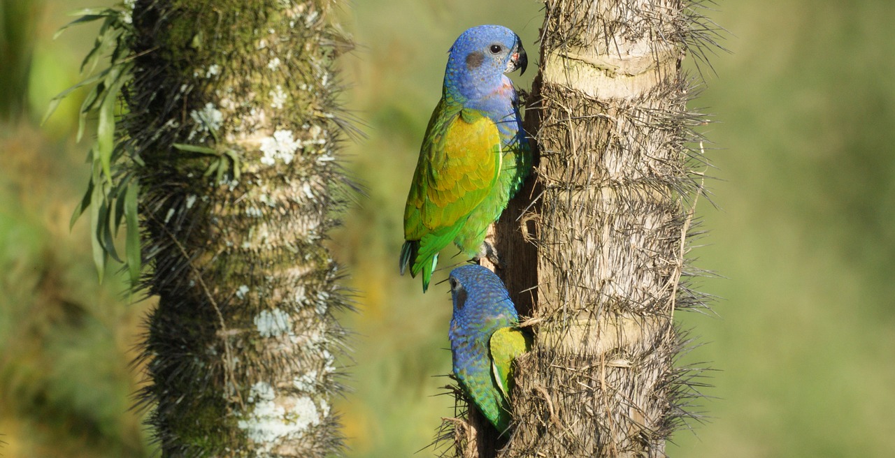 nature tree birds wildlife free photo