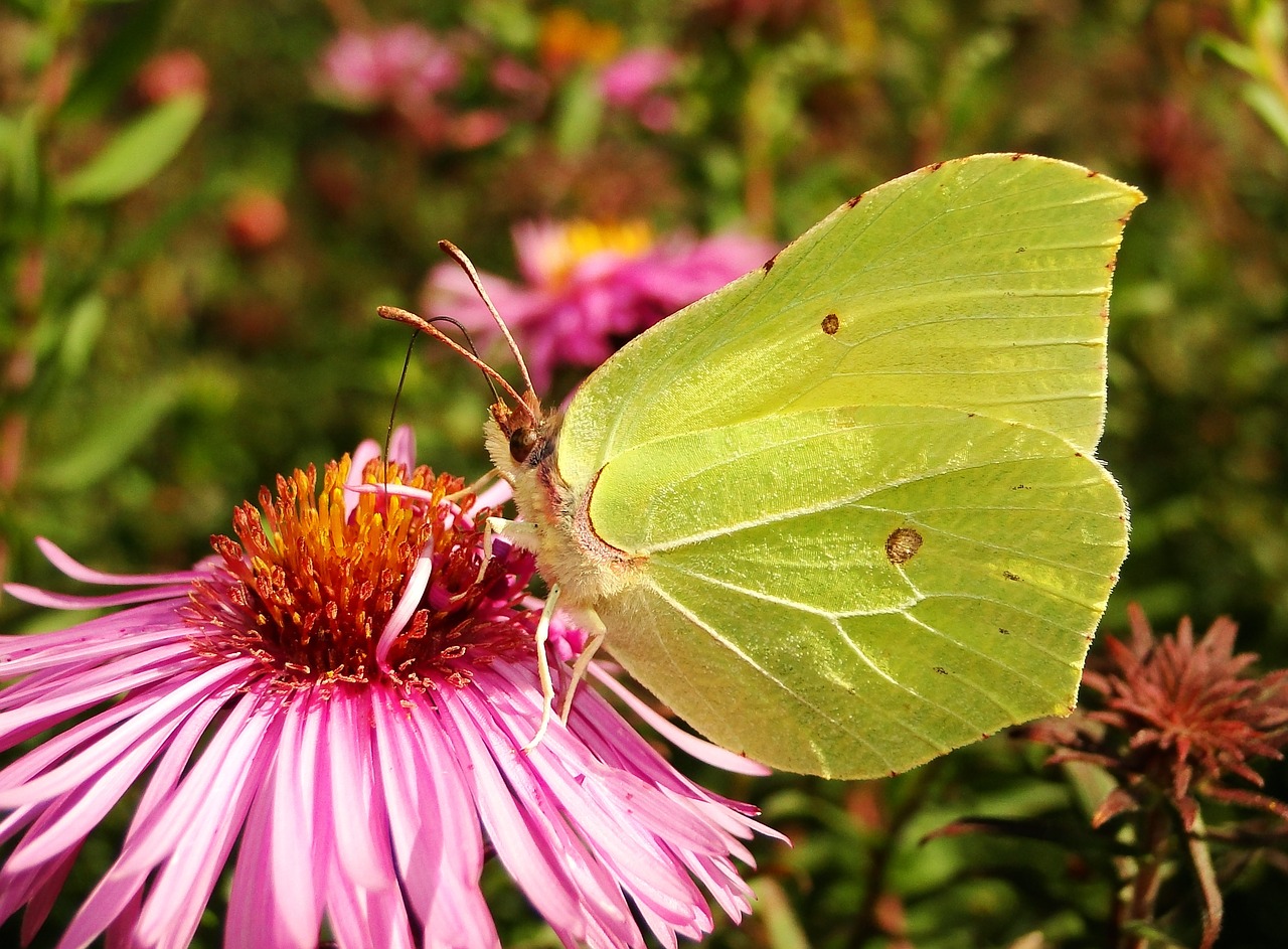 nature flower insect free photo