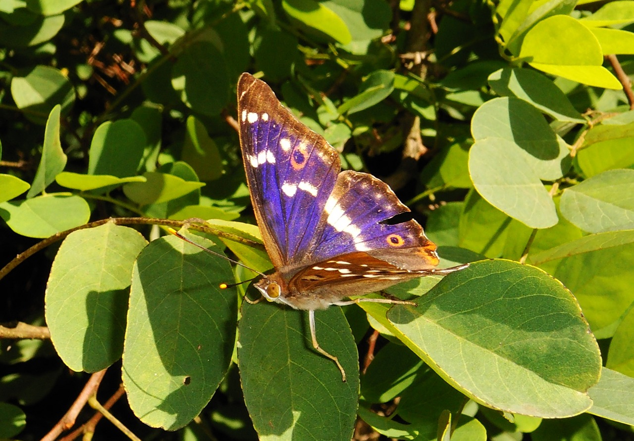 nature butterfly day at the court of free photo