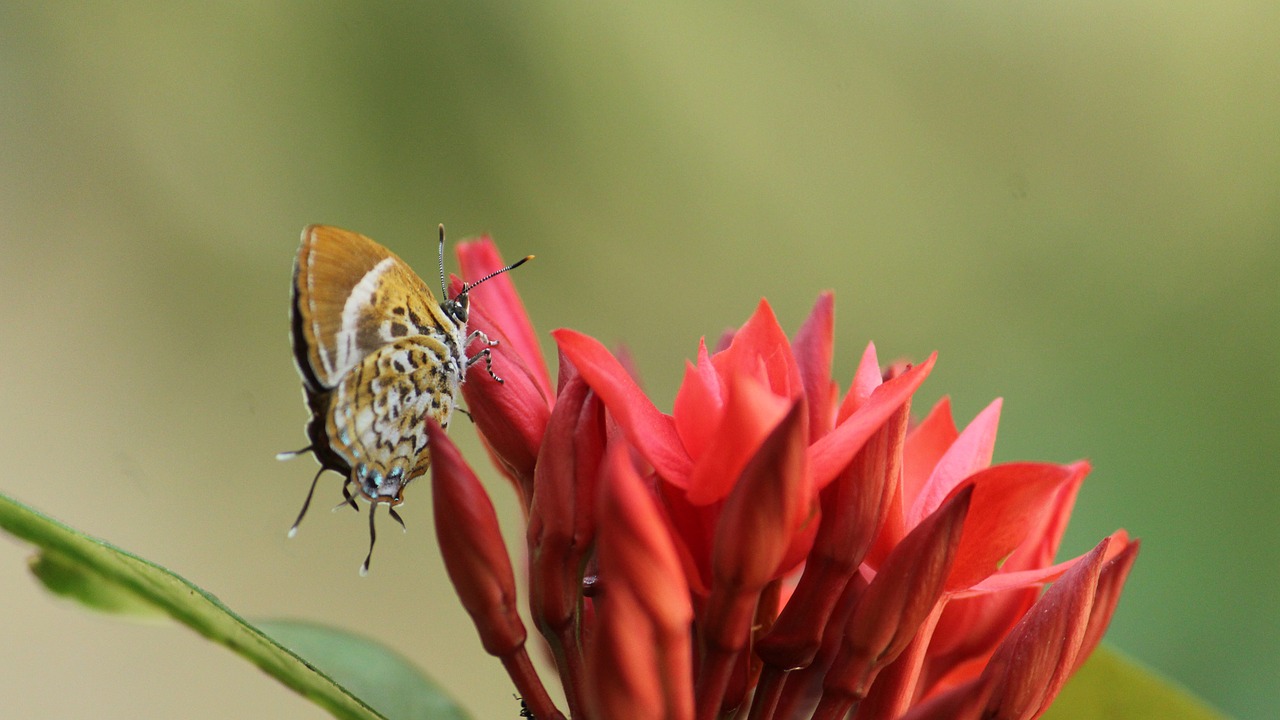 nature flower flora free photo