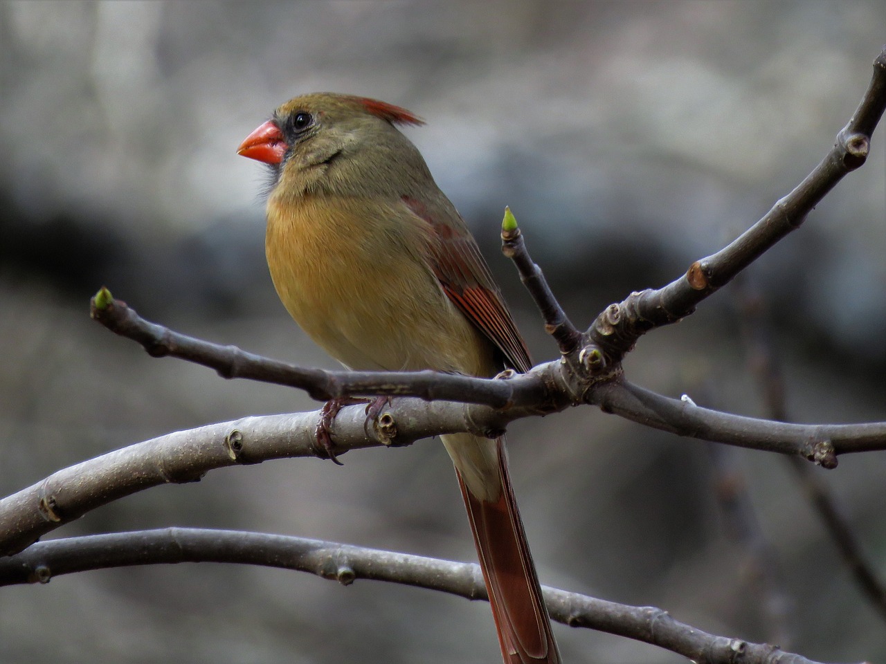 nature bird outdoors free photo