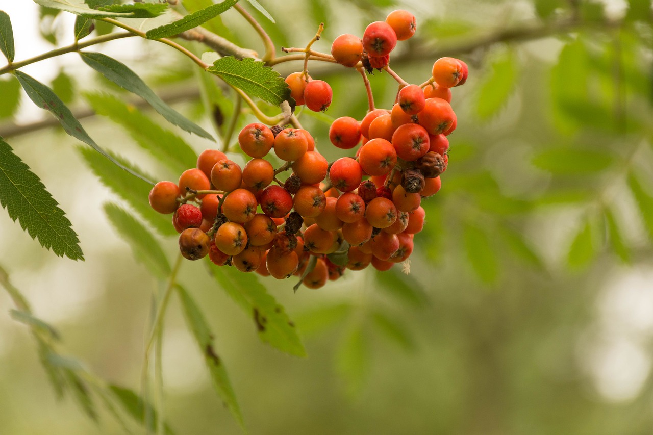 nature fruit sheet free photo