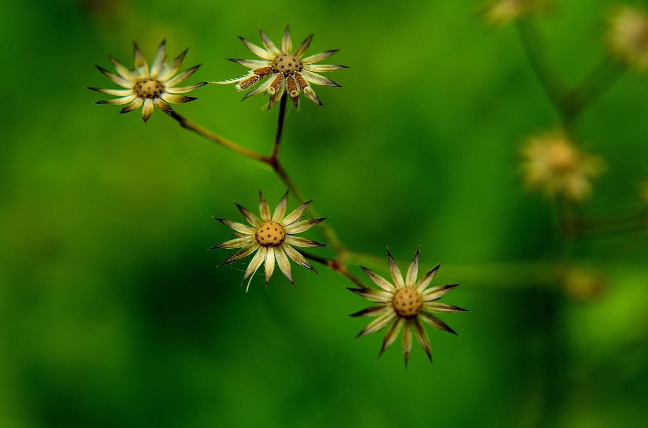 nature flora summer free photo