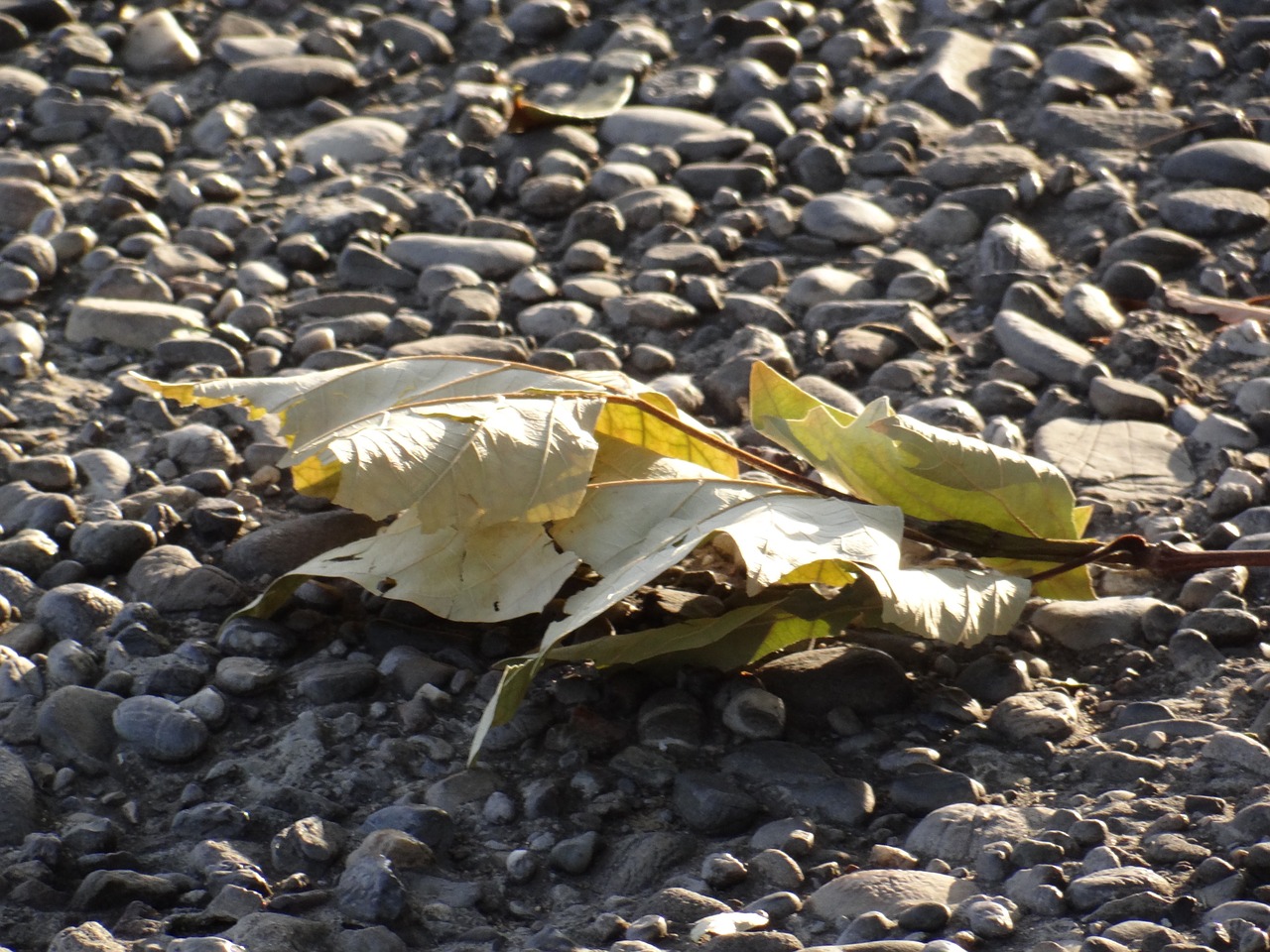 nature leaf stones free photo