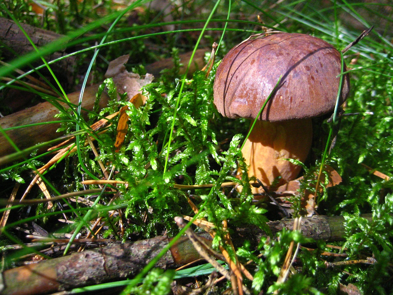 nature autumn mushroom free photo