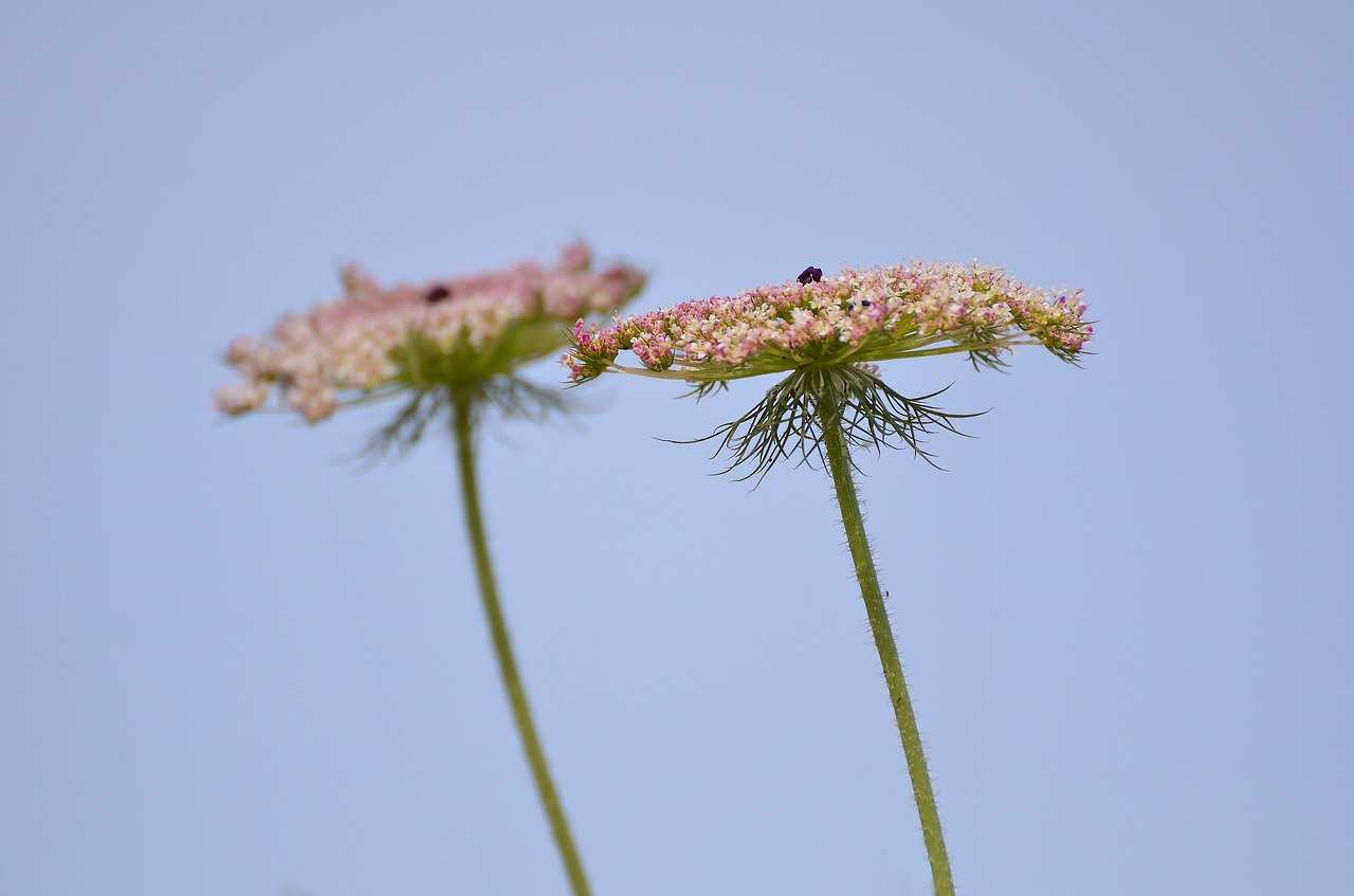 nature flora flower free photo