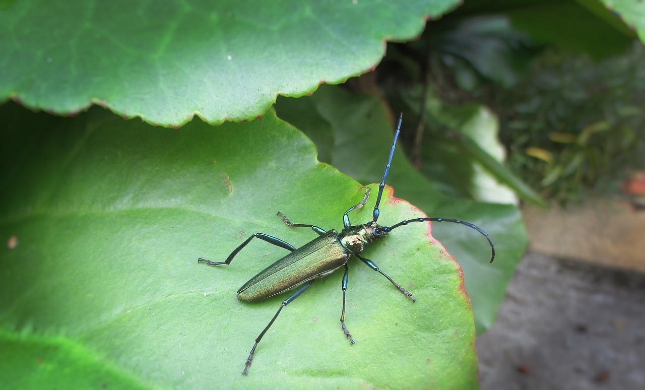 nature insect leaf free photo