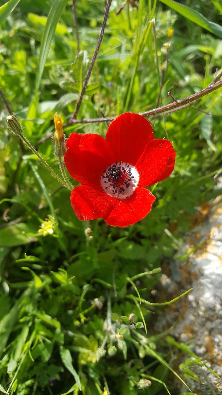 nature flora flower free photo