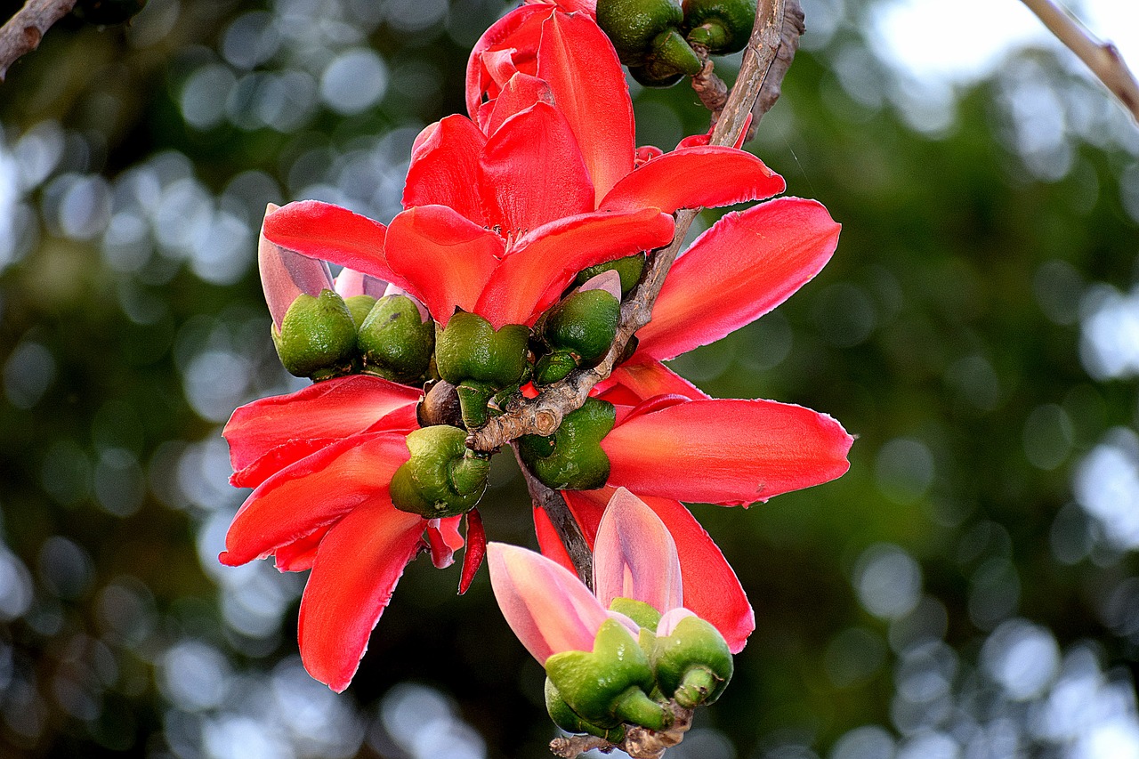 nature tree flower free photo