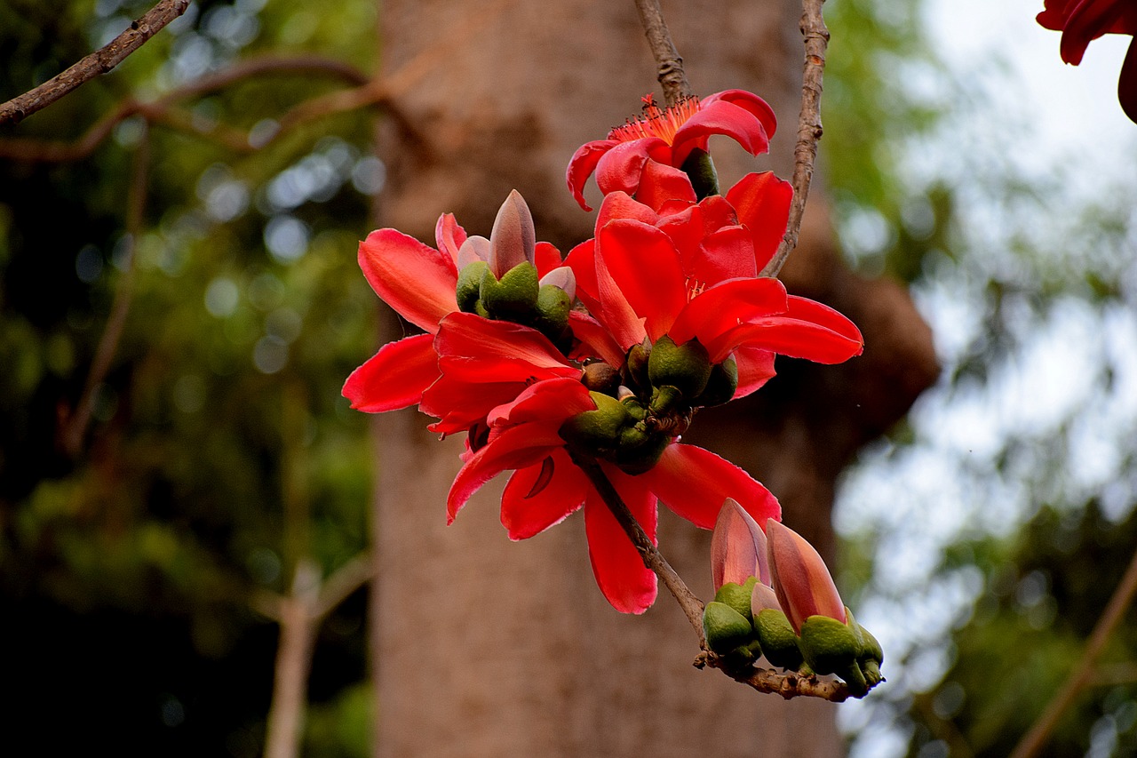 nature flower flora free photo