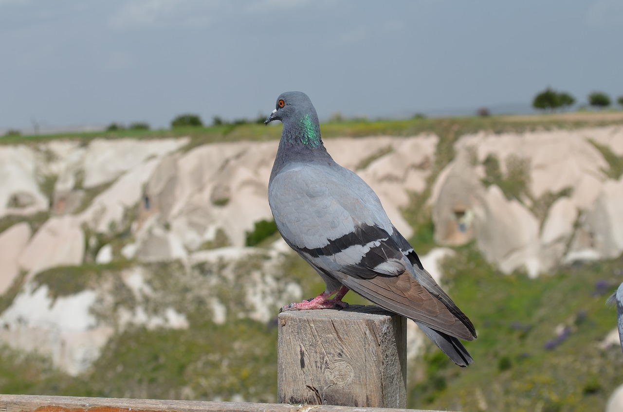 nature outdoor birds free photo