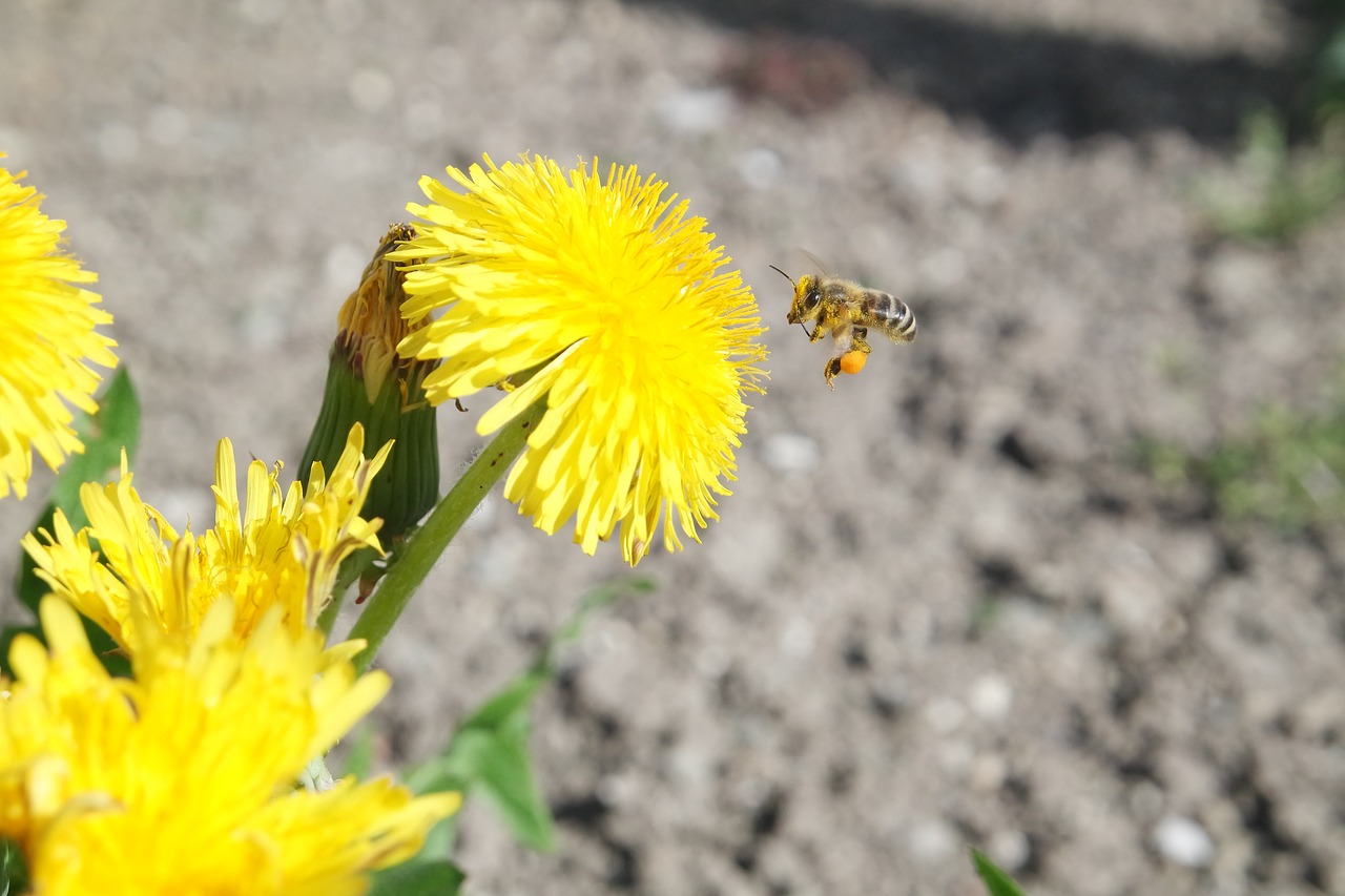 nature flower plant free photo