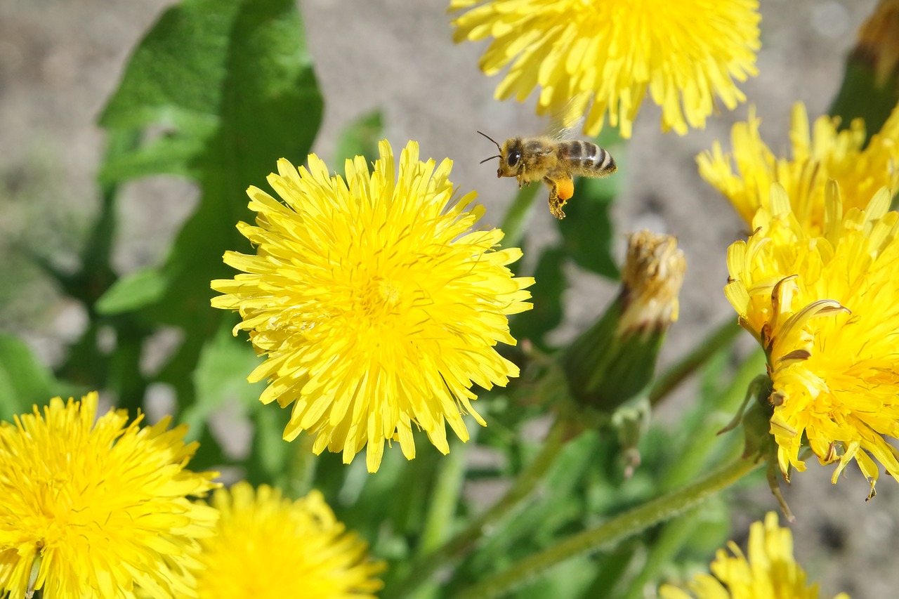 nature flower plant free photo