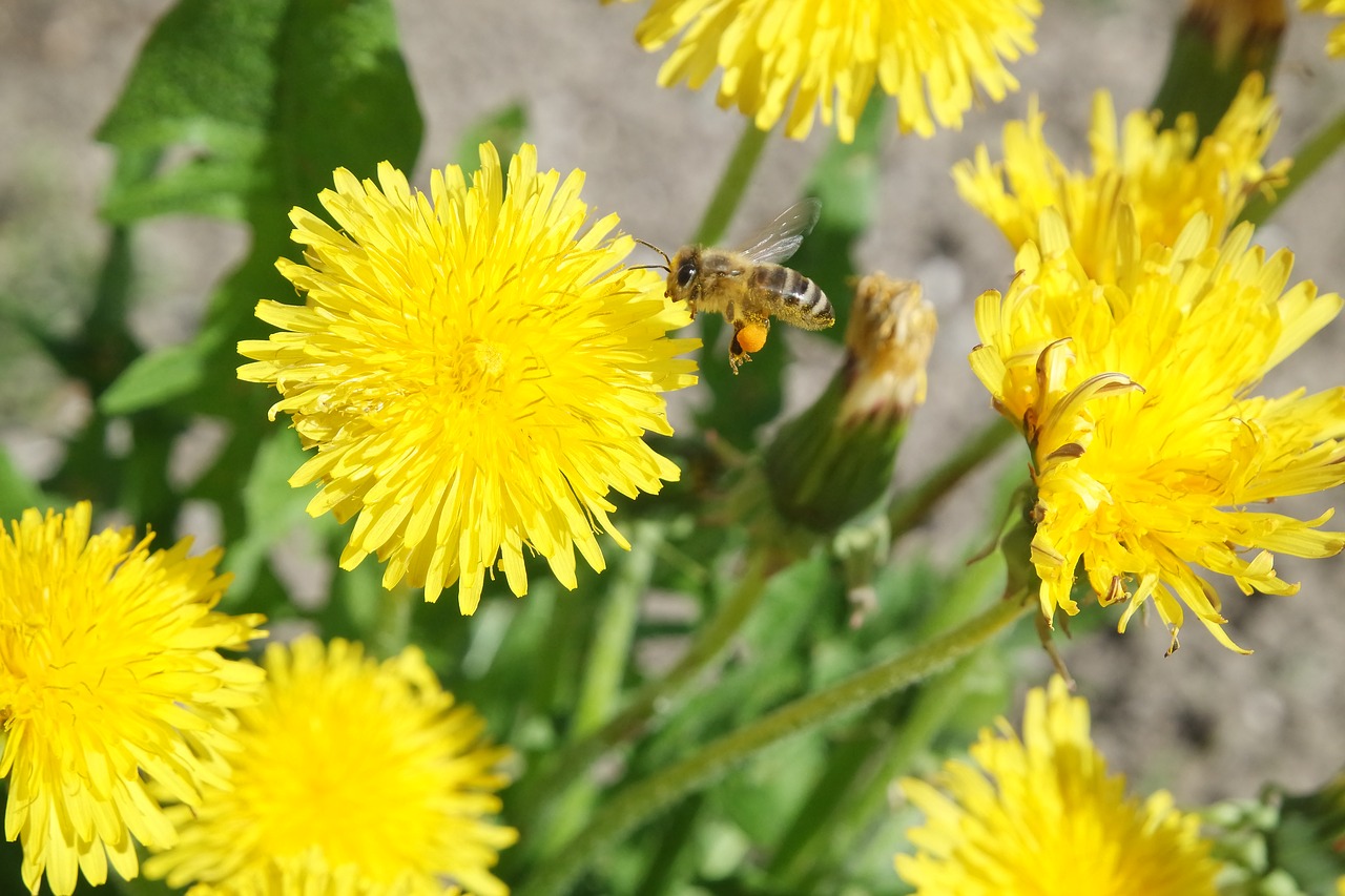 nature flower plant free photo