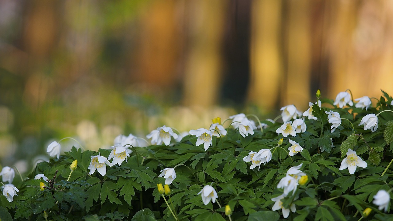 nature flower plant free photo