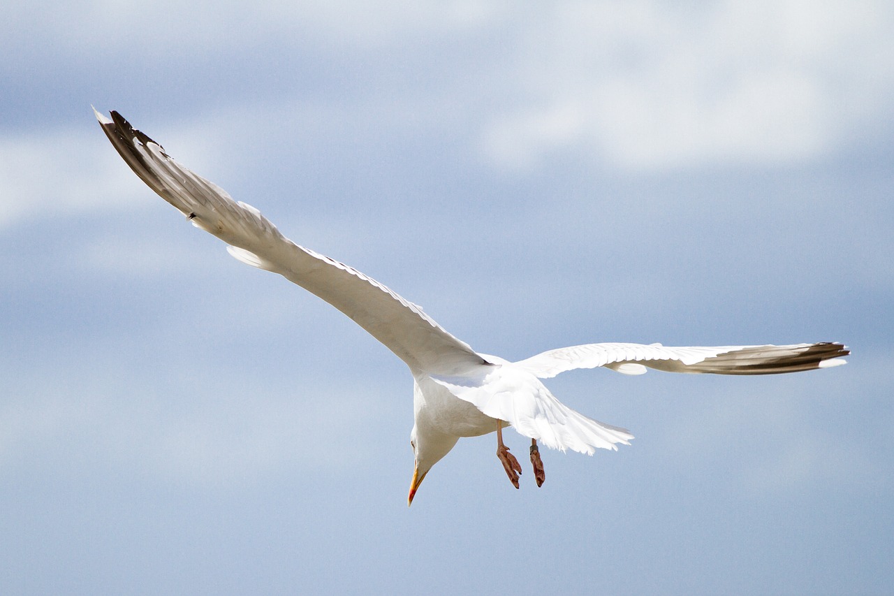 nature sky bird free photo