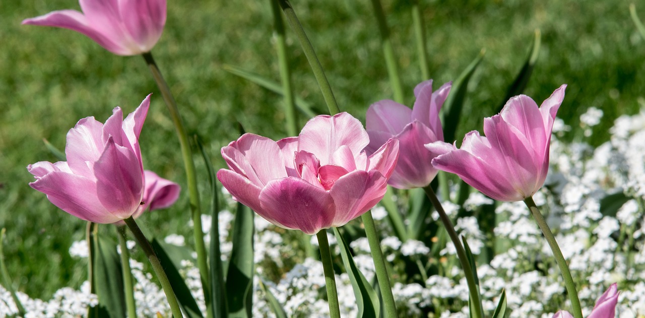 nature tulip plant free photo