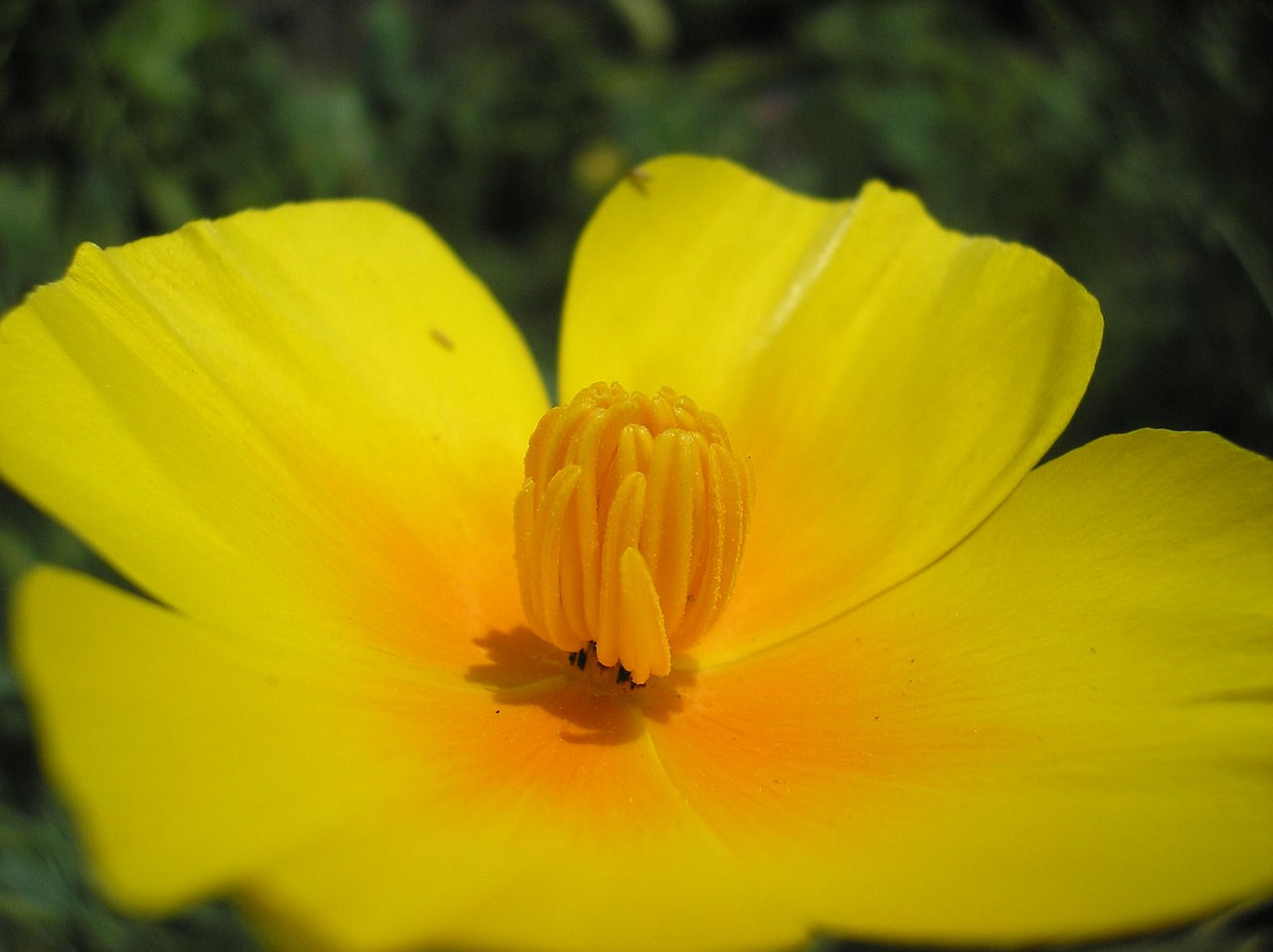 nature flower plant free photo