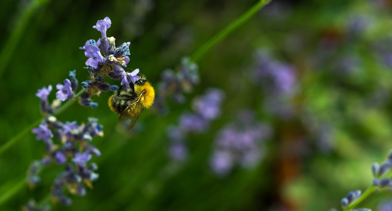 nature flower flora free photo