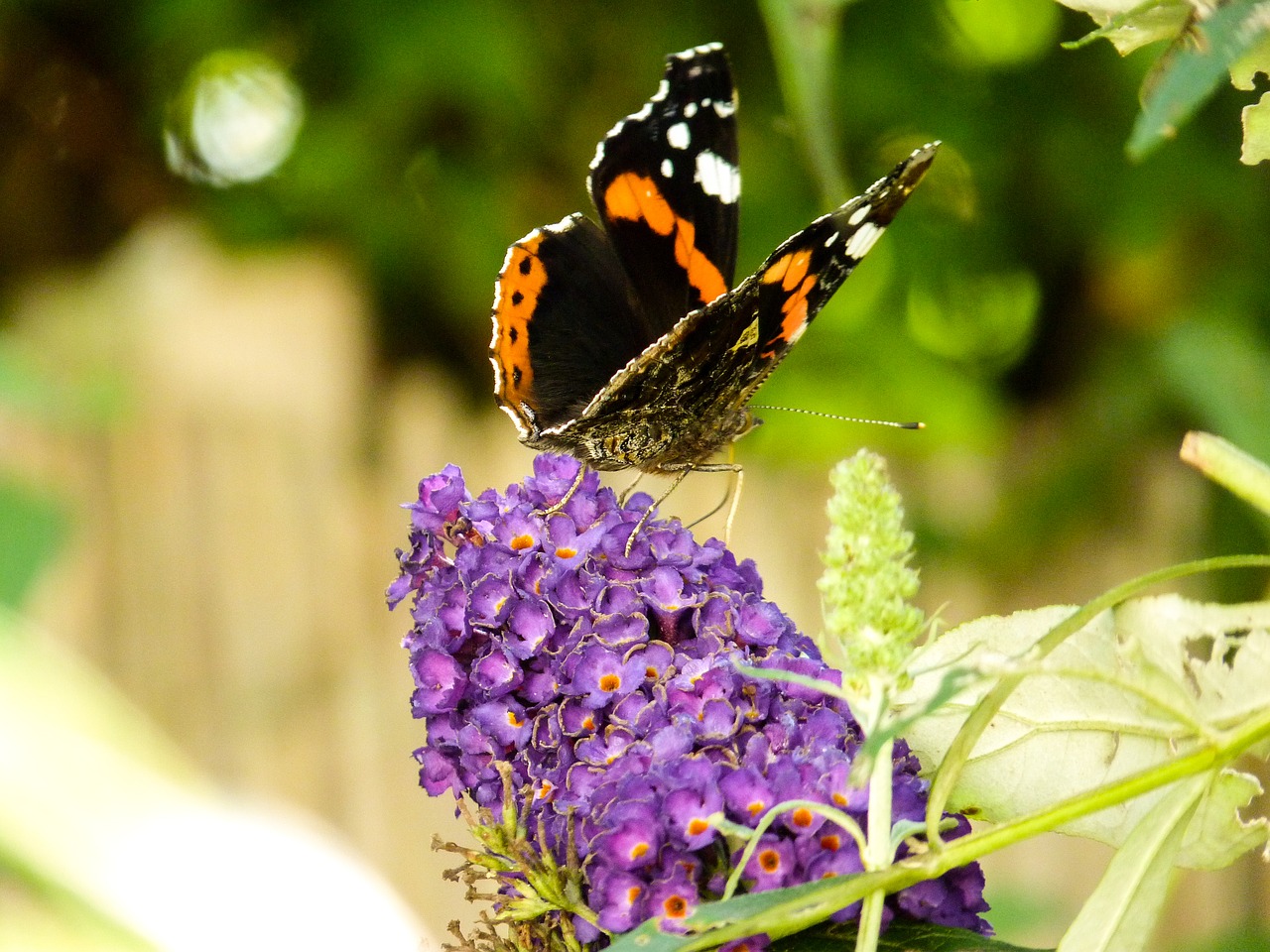 nature insect butterfly free photo