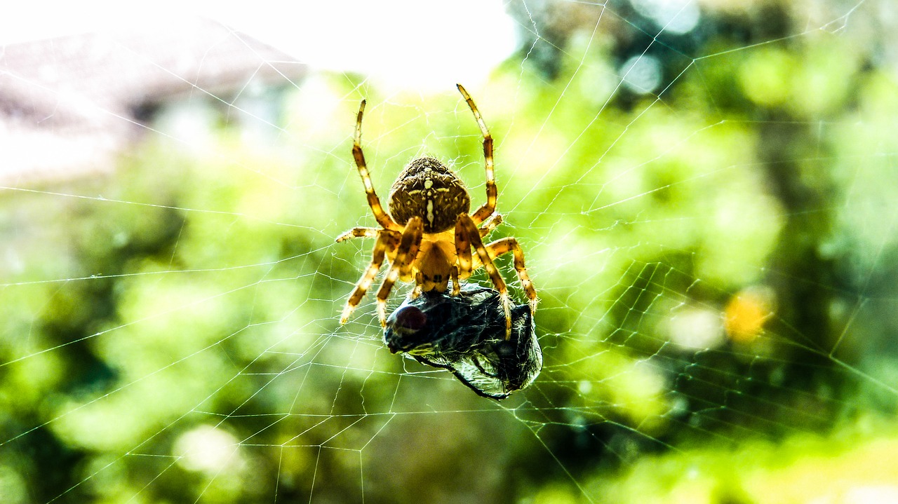 nature insect spider free photo